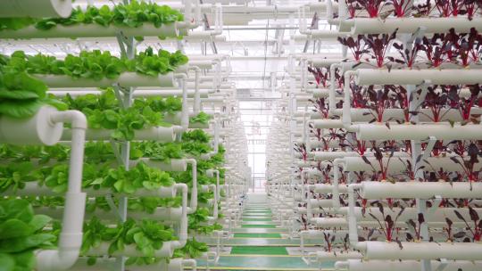 蔬菜大棚-温室大棚-科技农业