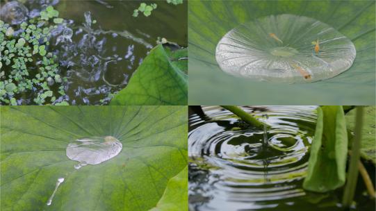 莲韵水趣：风摆荷叶，雨水嘀嗒，金鱼戏珠高清在线视频素材下载