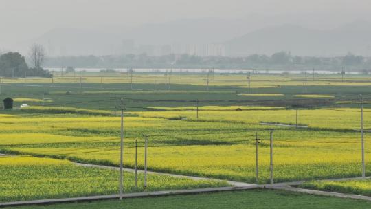 富阳美丽乡村油菜花花田