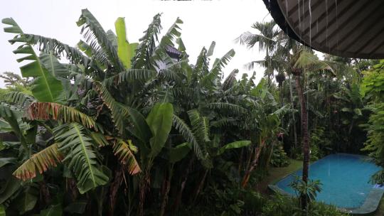 巴厘岛别墅屋檐暴雨户外芭蕉叶全景拍摄