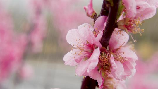 北京春季春天清明的樱花