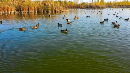 航拍湿地鸟类