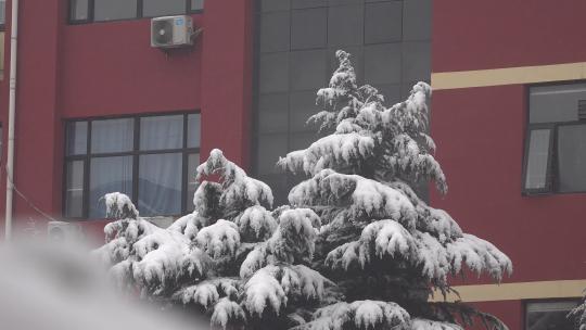 大雪后挂满积雪的青松视频素材模板下载
