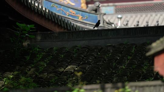 杭州中天竺寺庙古建筑屋顶的小鸟