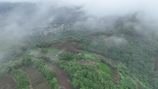 大自然森林茶园村庄云雾大山云海