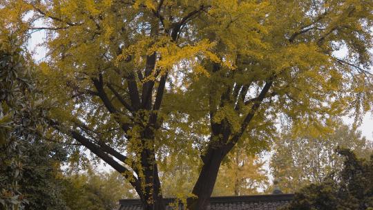 秋天白果树叶黄了