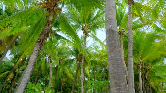 海南三亚椰梦长廊 椰树 椰子树 椰林