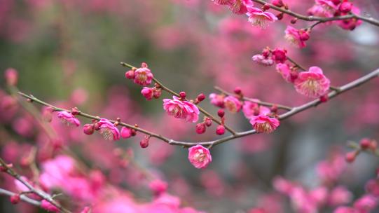 春天盛开的梅花红梅白梅视频素材模板下载