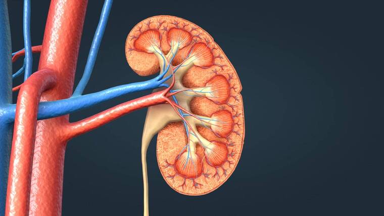 肾盏肾盂肾椎肾单位肾功能-2