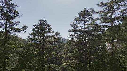 湖北神农架原始森林视频素材模板下载