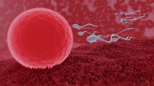 卵子和精子之间的受精前模型 3D动画4K (7)