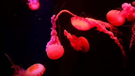水母 海底世界 海洋馆 水族馆视频素材模板下载