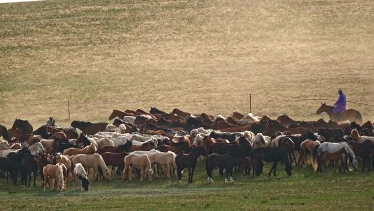 高清实拍草原马骑马一群马内蒙古