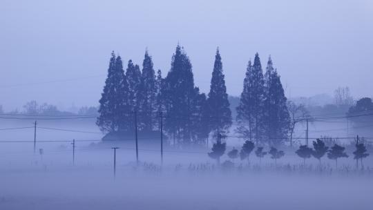 清晨狂风浓雾霾森林松树延时