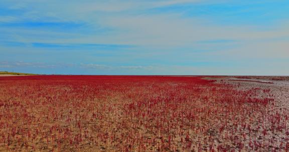 湿地 红毯 航拍