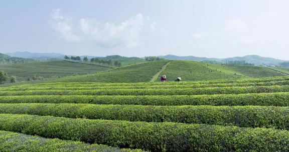 茶山茶园采茶航拍