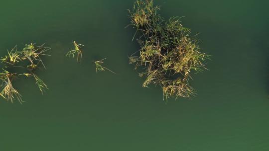 绿水湖上的低空，有芦苇、水草