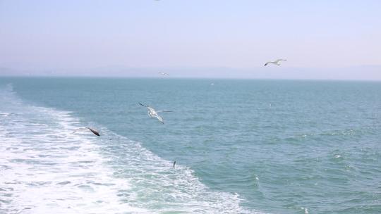 烟台长岛海上游船，海鸥伴随飞翔