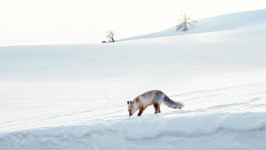 冬日喀纳斯的野生小狐狸