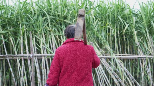 农妇扛着锄头走在甘蔗地