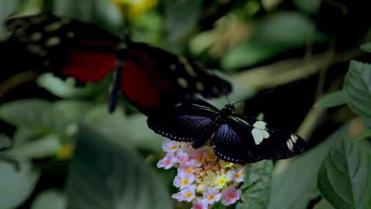 美丽漂亮的蝴蝶