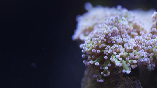 海底动物水下镜头小丑鱼海底世界4k素材