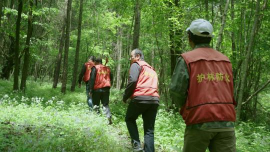 森林管护护林员在林区行走日常巡护视频素材模板下载