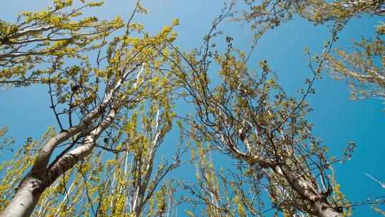 林场春天-北方的树木