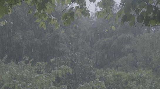 下雨 森林  sonny相机slog3拍摄灰片