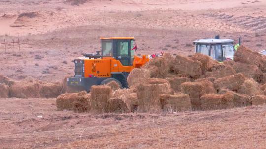 牧场 冬季 机械卸草料 草料 畜牧业