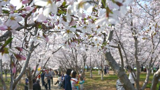 春天盛开的樱花树和观赏樱花的游客