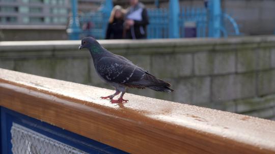 伦敦塔桥上的鸽子