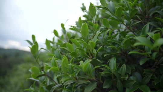 茁壮生长的茶籽树