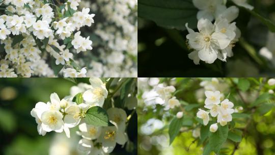 【合集】白色茉莉花春天开花花卉植物