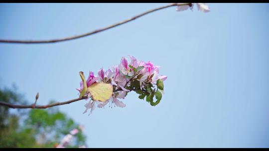 4k春季路边洋紫荆花边界绿化阳光唯美