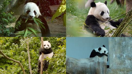[合集] 熊猫镜头吃竹子爬树视频素材模板下载