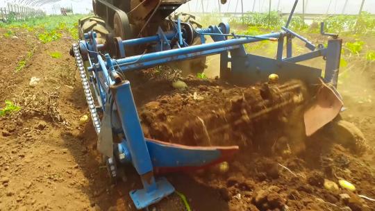 土豆洋芋马铃薯机械化采摘收割收获丰收