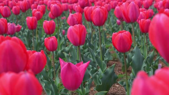 春天公园里盛开的郁金香花海自然风光