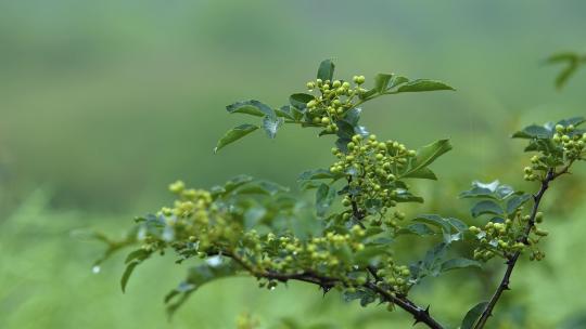 花椒树 绿色花椒