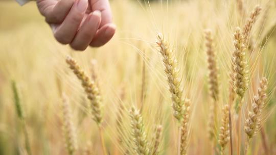 中年女性农民在小麦田里摘麦穗特写