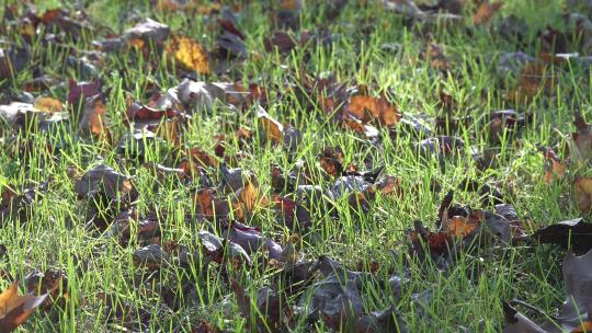 绿色草坪草地中的落叶梧桐叶