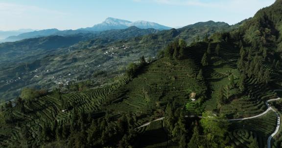 航拍四川峨眉山脚下绿茶园美丽风景