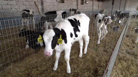 奶牛 小奶牛 奶牛场 奶牛养殖 (7)