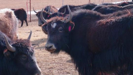 青藏高原 三江源 牦牛群 牦牛 哺乳动物视频素材模板下载