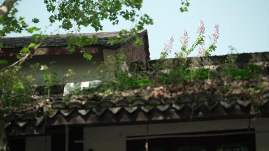 仿古建筑屋顶长着植物