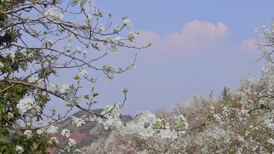 春暖花开梨花盛开景观