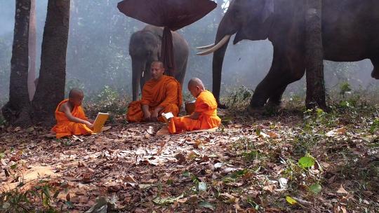 坐在森林中的僧侣与大象