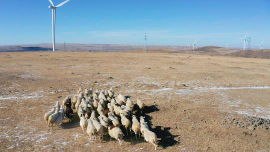 4k航拍风车草原上的羊群