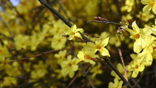 春天盛开的黄色迎春花随风摆动视频素材模板下载