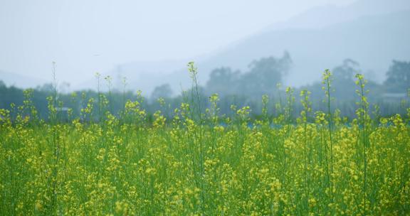 油菜花田唯美油菜花籽春天蜜蜂